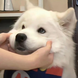 校长别日我的骚逼我还小呢
